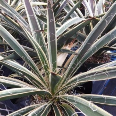 yucca-filamentosa-ivory-towers[1]